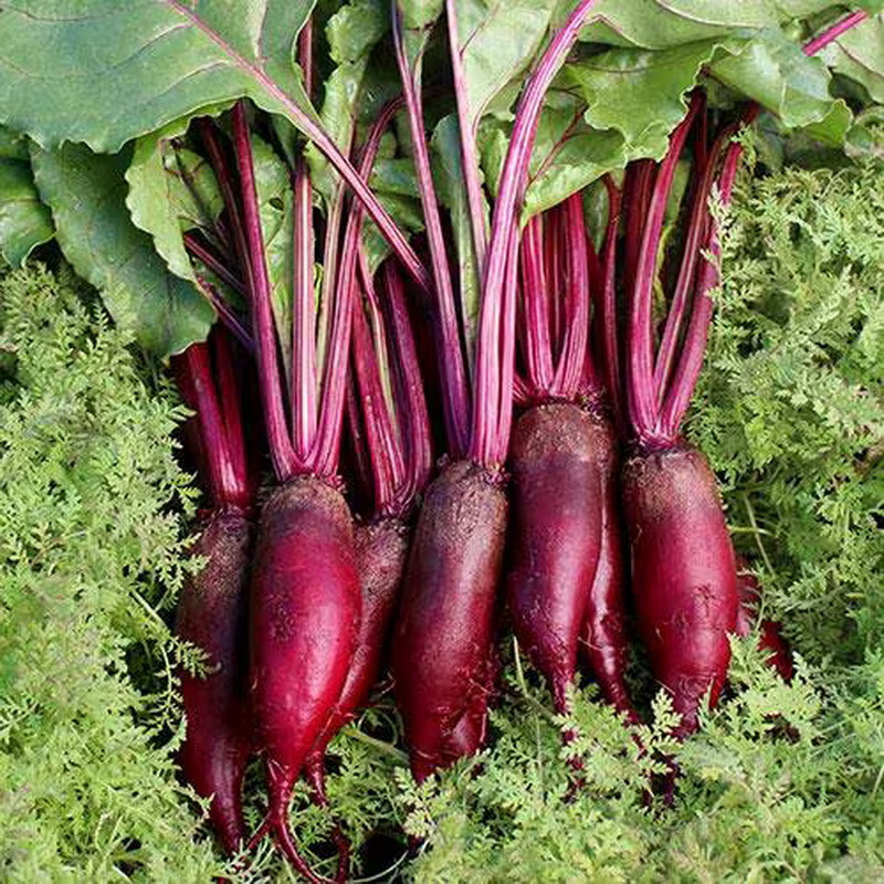 500 Cylindra Beet Seeds – Beta Vulgaris, Premium Non-GMO, Open Pollinated