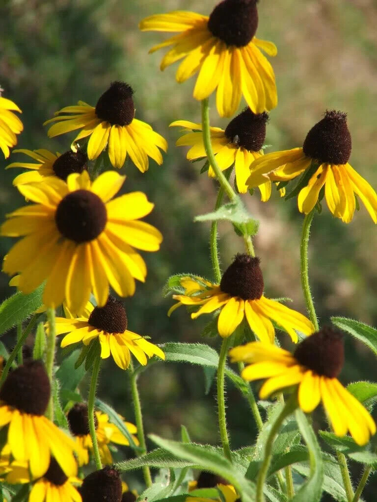 2200 SEEDS – coneflower CLASPING LEAF yellow GroCo -USA – BUY ANY 15-SHIPS FREE