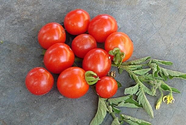 Mexico Midget, Tomato
