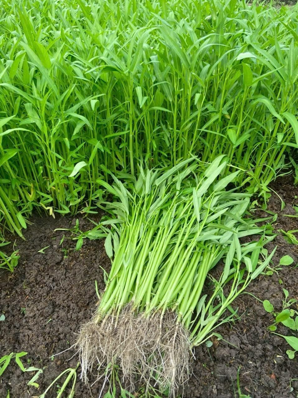 420+ Ong Choy Seeds – Rau Muong La TRE – Kong Xin CAI – Water Spinach Seeds – Or