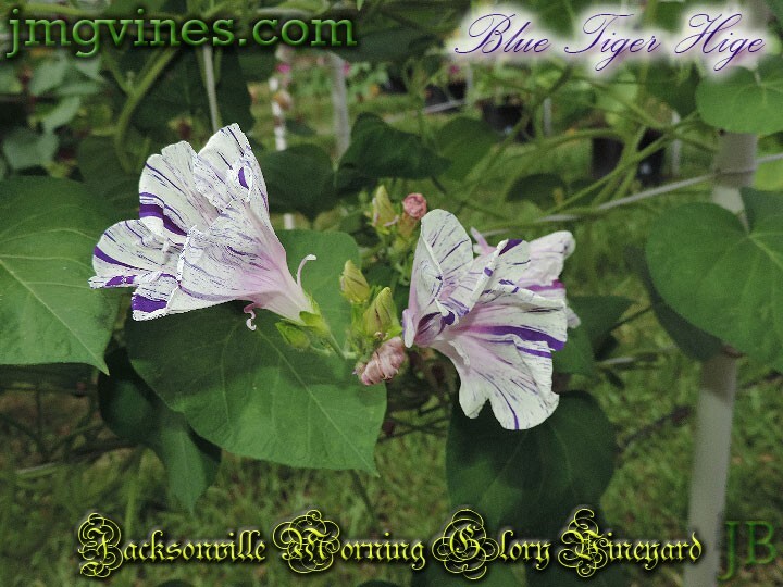 Blue Tiger Hige Ipomoea Purpurea Morning Glory 6 Qty