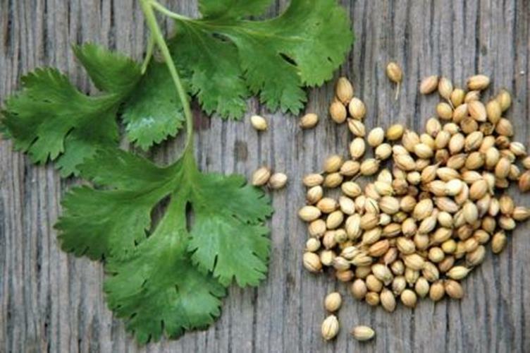 Cilantro Seeds , Seeds for Microgreen, 2 oz