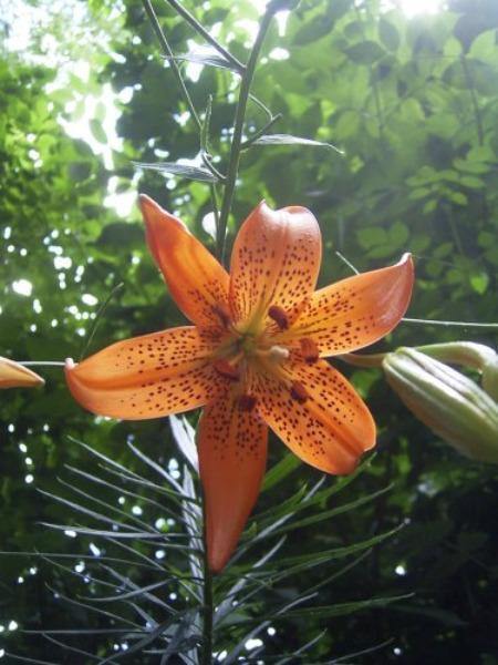 Lilium davidii | Turk’s Cap Lily | David’s Lily | 5 Seeds
