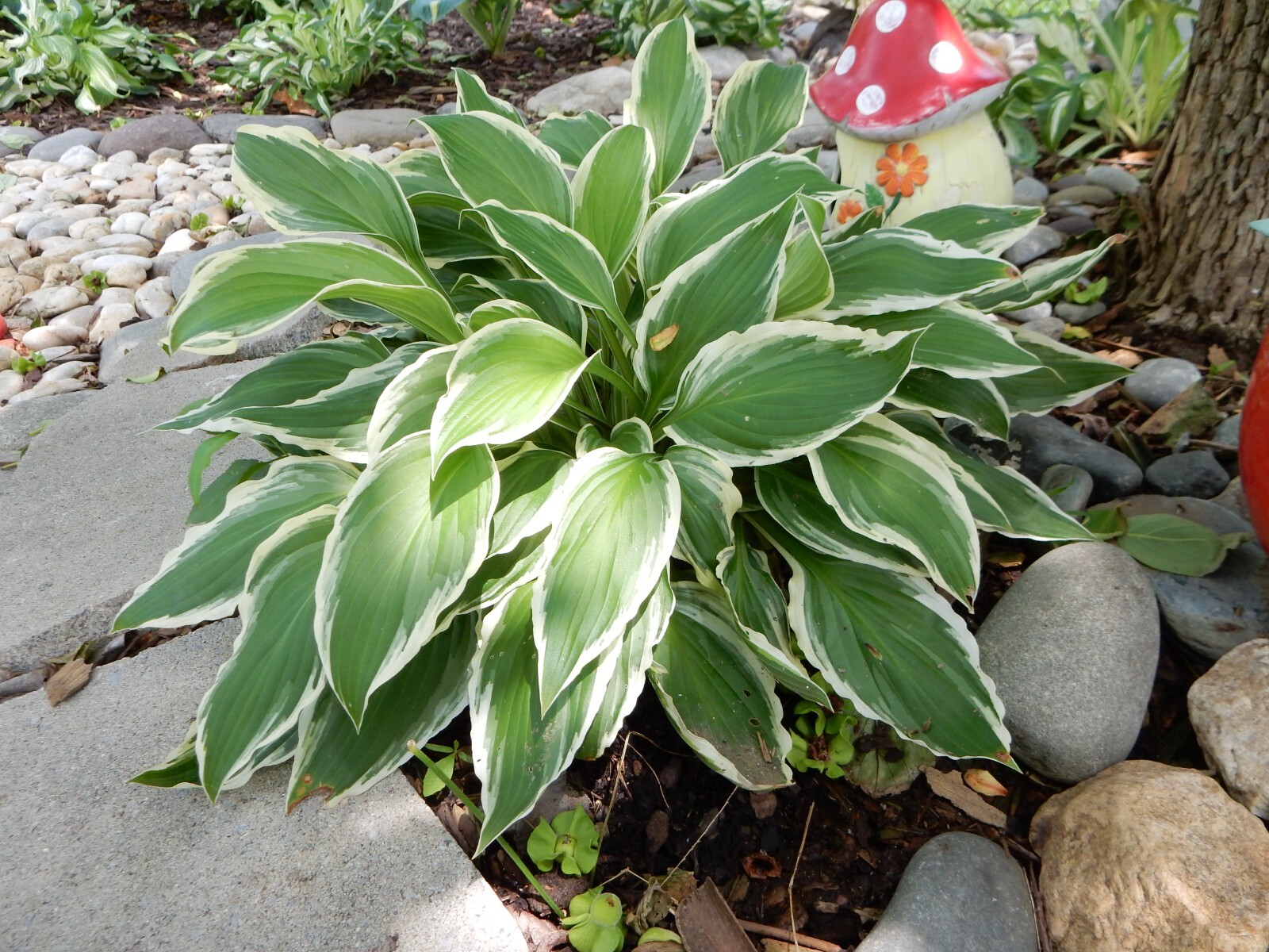 6 Plants HOSTA FRANCEE – Perennial/ Sun or Shade