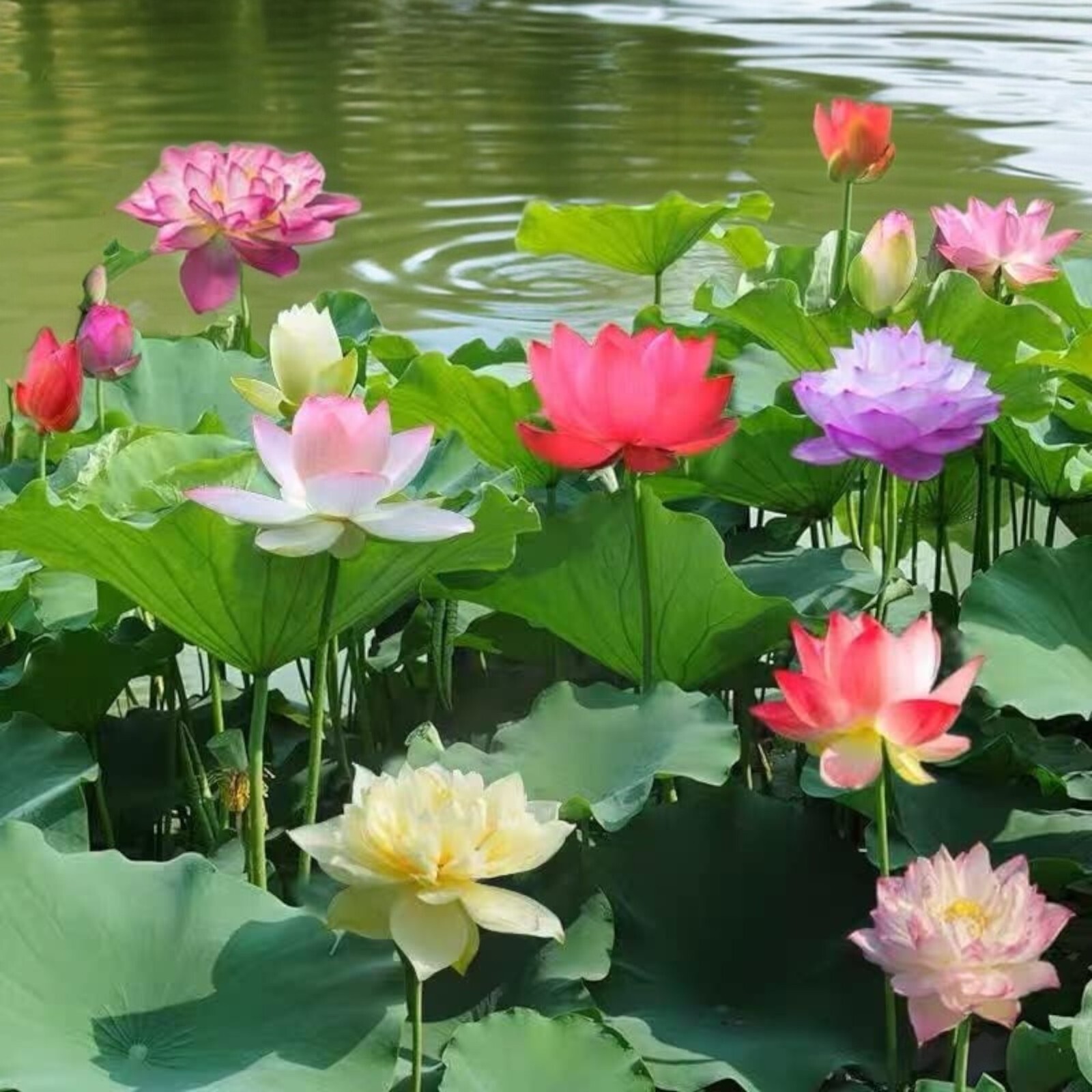 10pcs Lotus Seeds Mixed Color Bonsai Bowl Lotus Indoor Outdoor Aquatic Gardens