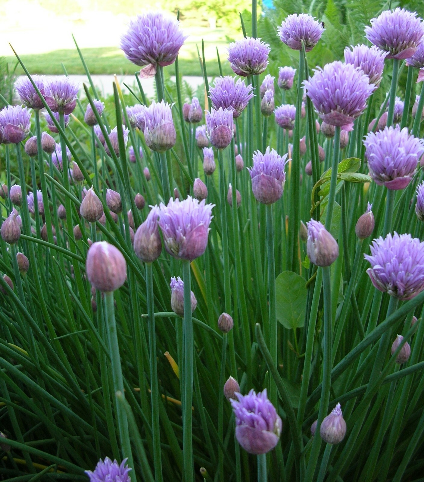 Chives Seeds- Herb Seeds 300+ 2021 Seeds $1.69 Max. Shipping per Order!