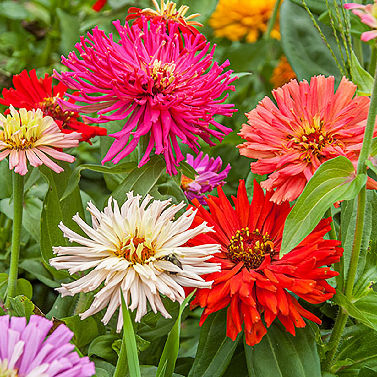 Giant Cactus Zinnia Mix Seeds 100+ Flower Elegans Annual MIXED USA FREE S&H