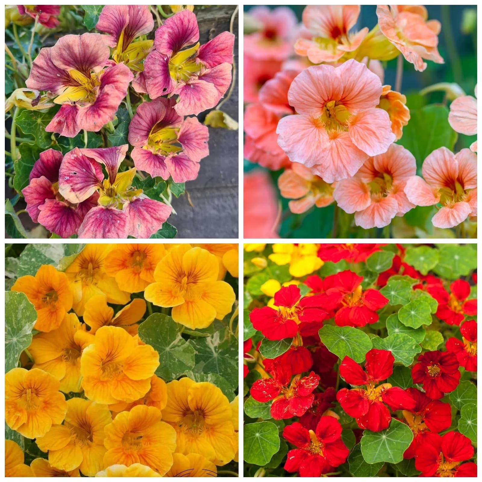 Rare Nasturtium Seeds for Planting – 150+ Mixed Nasturtium Seeds