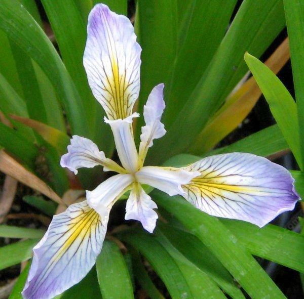 Iris douglasiana Pacific Coast Iris or Pacifica 5 Seeds