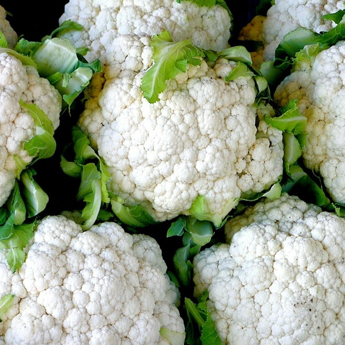 400+SNOWBALL CAUILFLOWER Seeds Organic Heirloom Vegetable Garden Container Easy