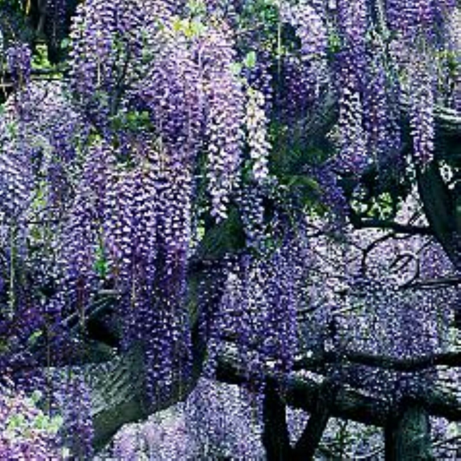 Exact Plant#18, 3 year old Wisteria macrostachya “Blue Moon”, Purple
