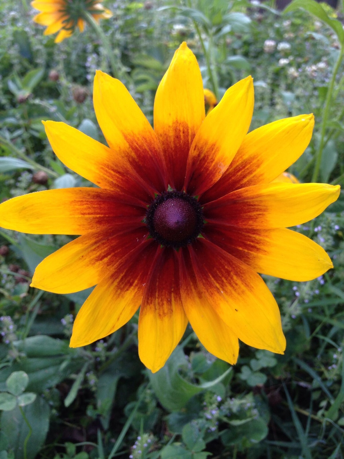 200+ Gloriosa Daisy Seeds – HEIRLOOM – RARE