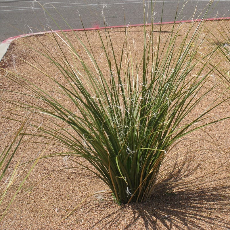 Bear Grass Nodina Microcarpa Seeds Free Shipping!