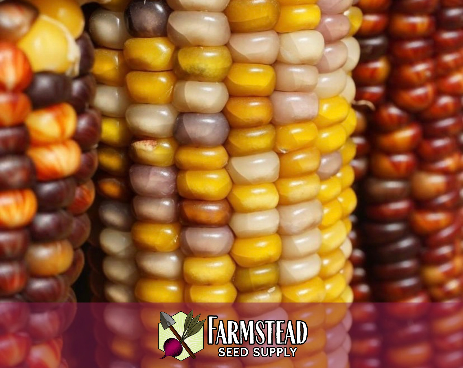 80+ Corn Seeds [Indian] Vegetable Gardening Seed, Heirloom, Non-GMO, USA