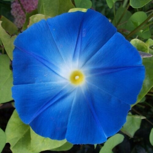 60 Heavenly Blue Morning Glory Seeds UNTREATED FRESH PICKED 2023 & REFRIGERATED!