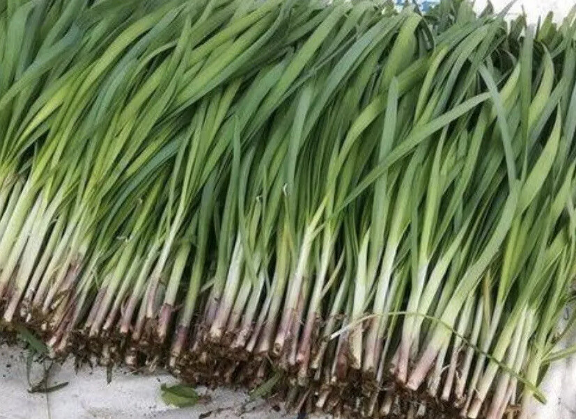 5000 Allium Tuberosum Organic Seeds (garlic Chives,Asian Chives. 韭菜year 2022