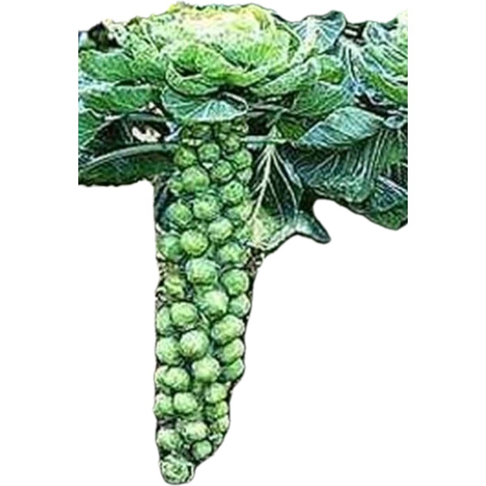 Long Island Brussel Sprout Seeds 650+ Organic Non Gmo