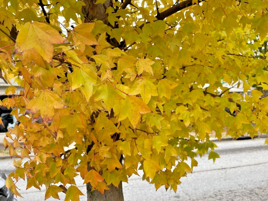 Trident Maple Tree | Premium Seeds | Acer buergerianum ‘Fall’ | Plants’®