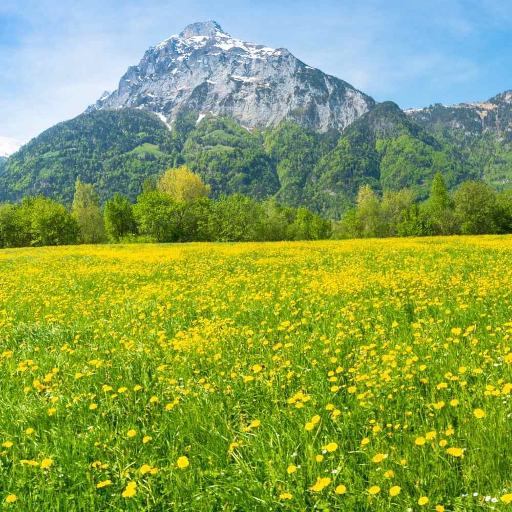 2,000 Dandelion seeds – Taraxacum Officinale