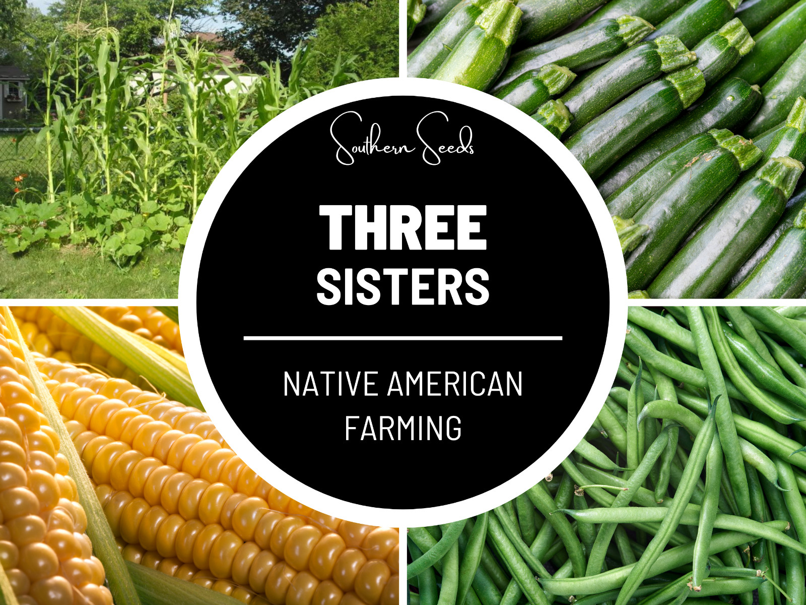 Three Sisters Seed Collection – Native American Farming – Corn, Bean, Squash – M
