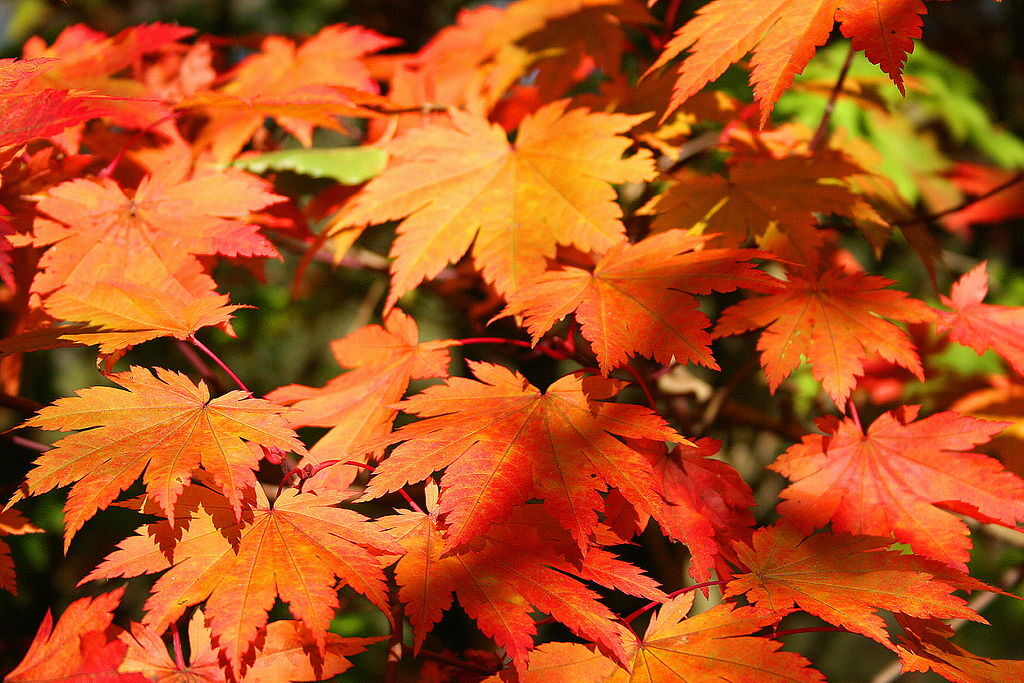 Full Moon Maple, Acer japonicum, Tree Seeds