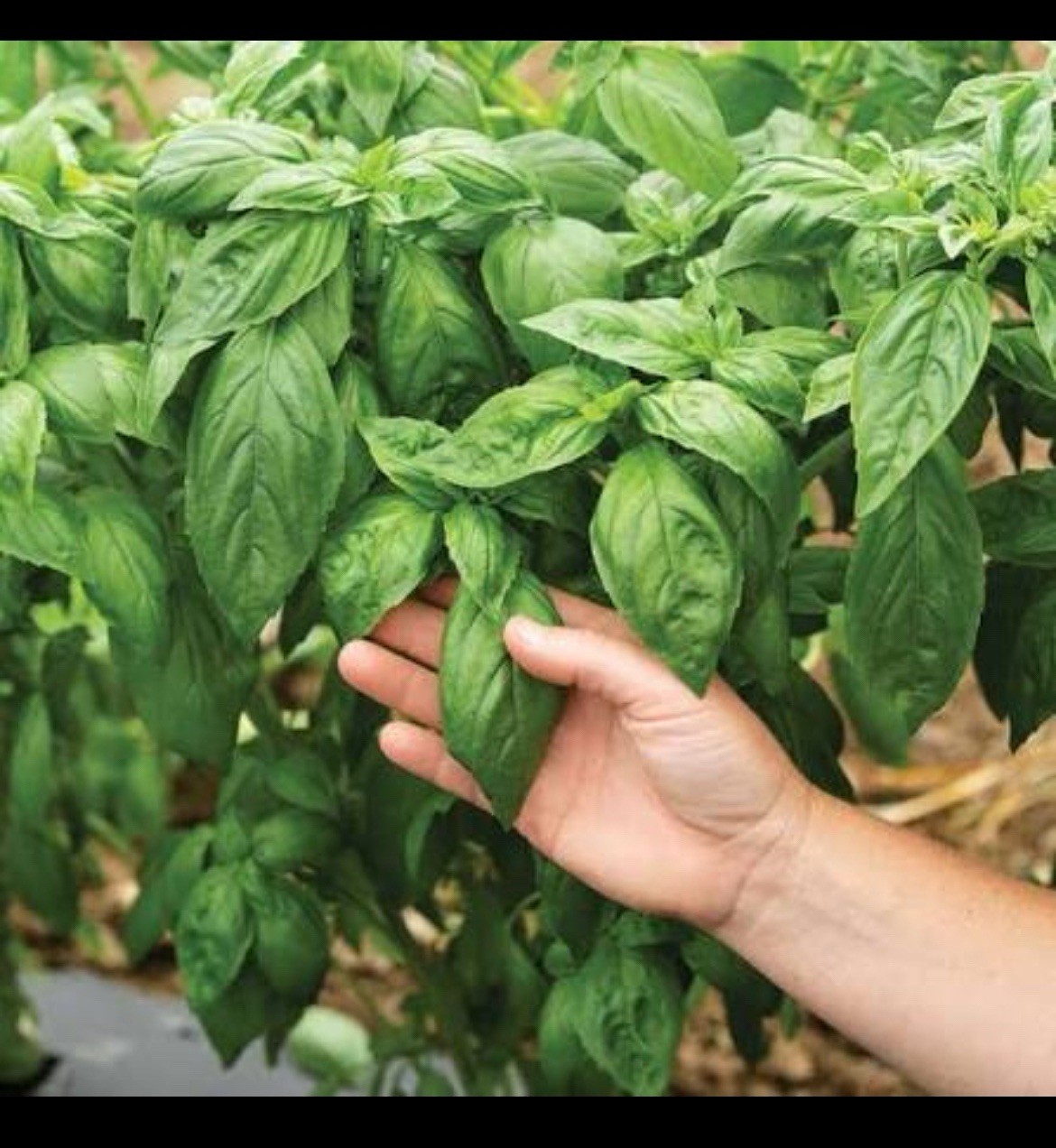 Genovese Basil Seeds 🍀| NON-GMO Basil Seeds | Fresh Heirloom Garden Seeds📍100+