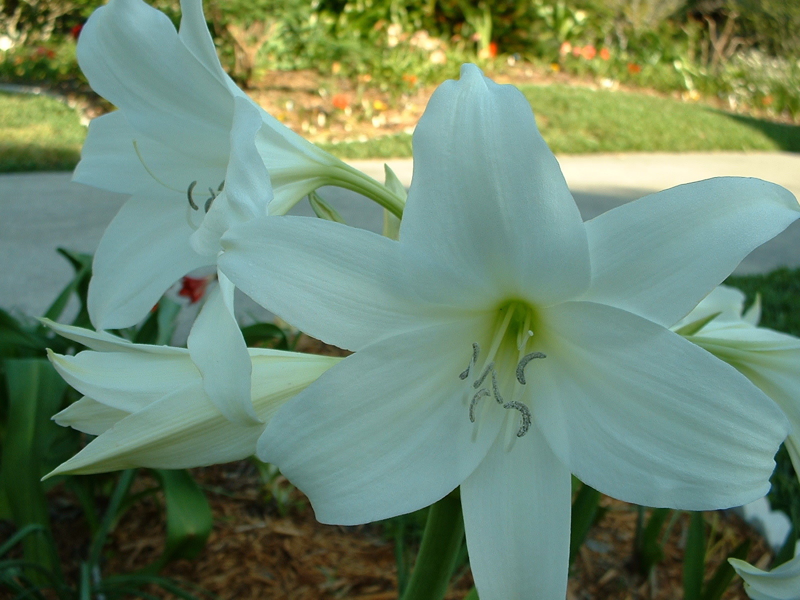 Crinum Lily, Powellii Album, medium-size bulb