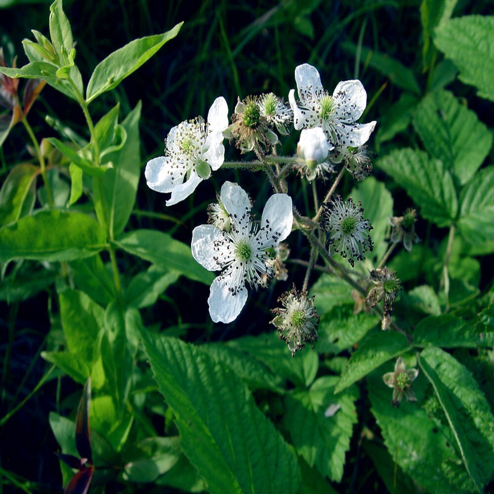 20 BLACKBERRY BUSH SEEDS (Rubus allegheniensis) Garden Fruit Plant Hardy-Zone 3