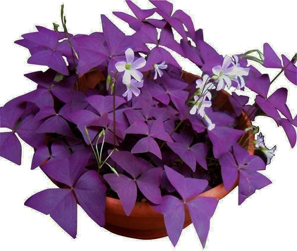 12pcs Purple Shamrocks Bulbs Good Luck Plant Purple Oxalis Bulbs for Planting Gr