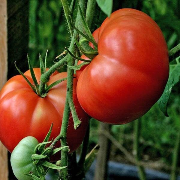120+ Seeds Burpee’s Big Boy Tomato Seeds – Hybrid – Organic – NON GMO — FRESH