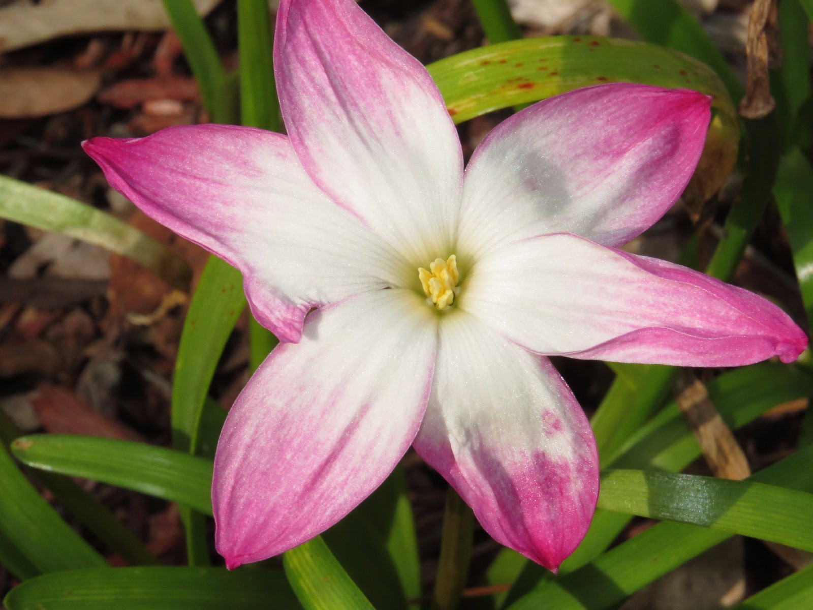 Rain Lily, Zephyranthes Labufarosea Summer’s Chill, 2 bulbs, NEW, habranthus