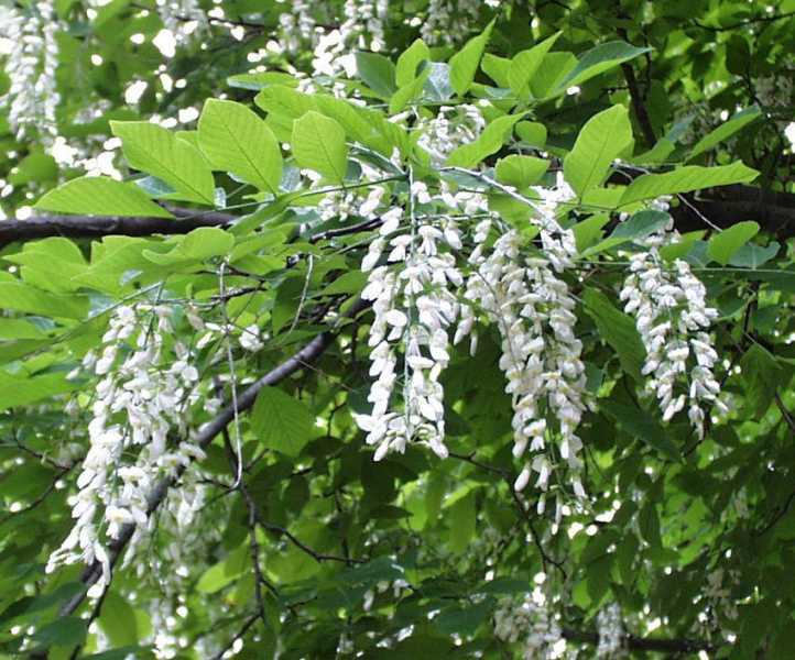 American Yellowwood, Cladrastis kentukea, Tree Seeds (Showy, Hardy, Fall Color)