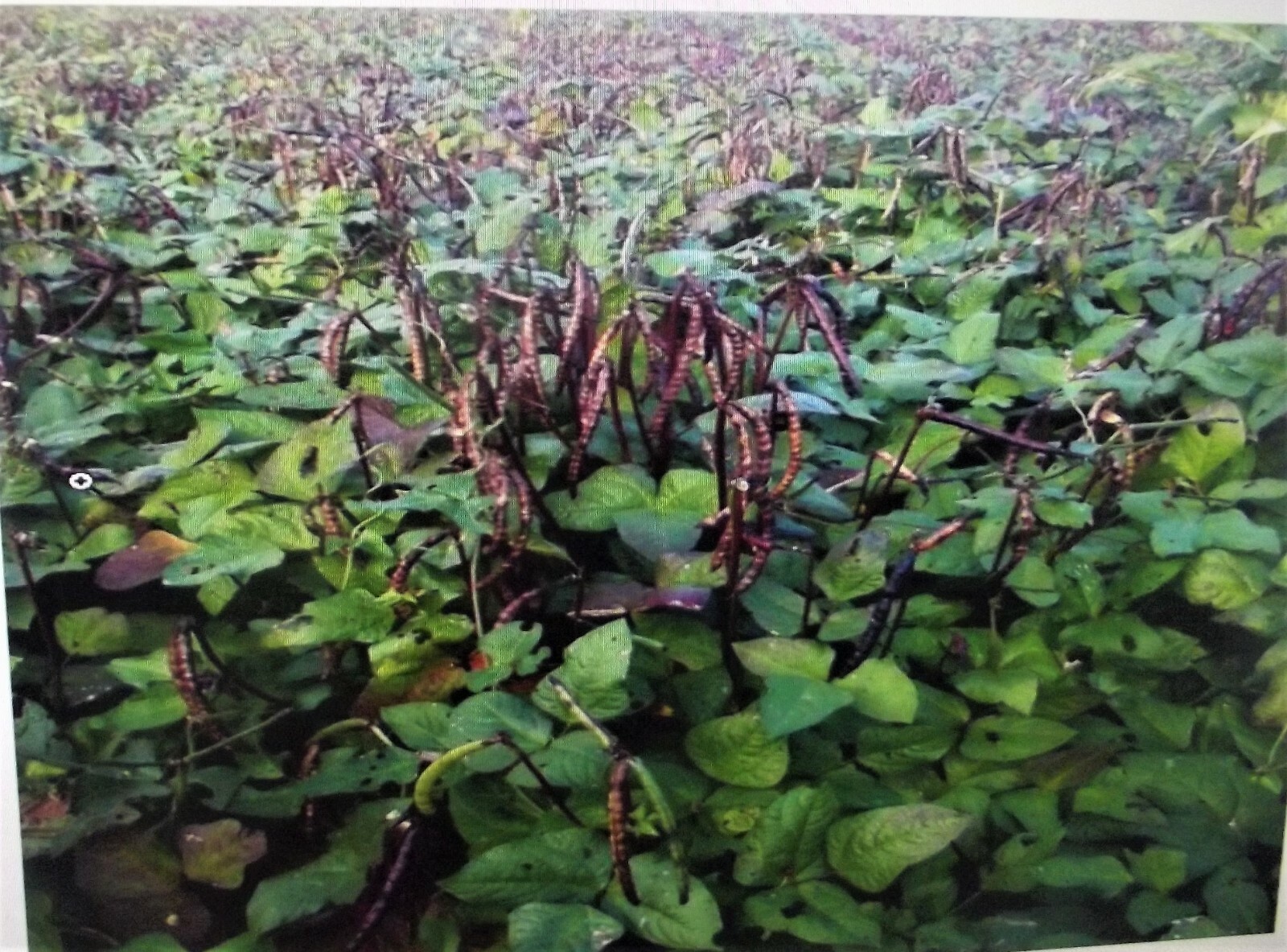 1 Lb Pinkeye Purple Hull BVR Cowpeas Benefits St. Jude