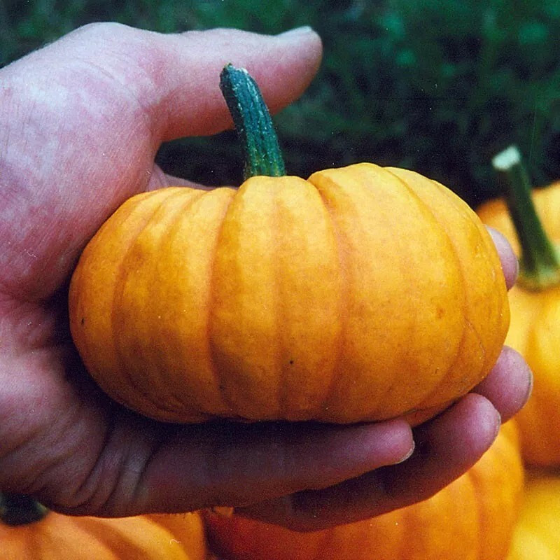 60+ Jack Be Little Pumpkin Seeds – Heirloom – Organic – NON GMO ——— FRESH