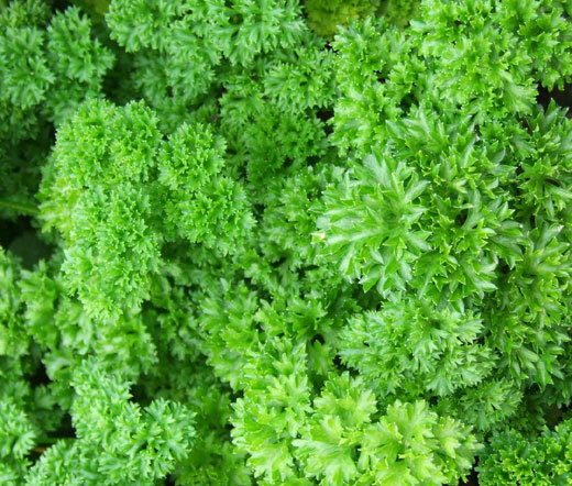 Parsley Moss Curled Seeds 1000+ Herb Culinary Cooking Heirloom USA FREE SHIPPING