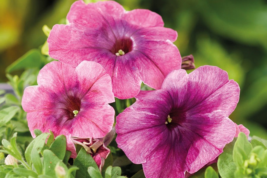 Petunia Shake cherry berry, 15 pelleted seed