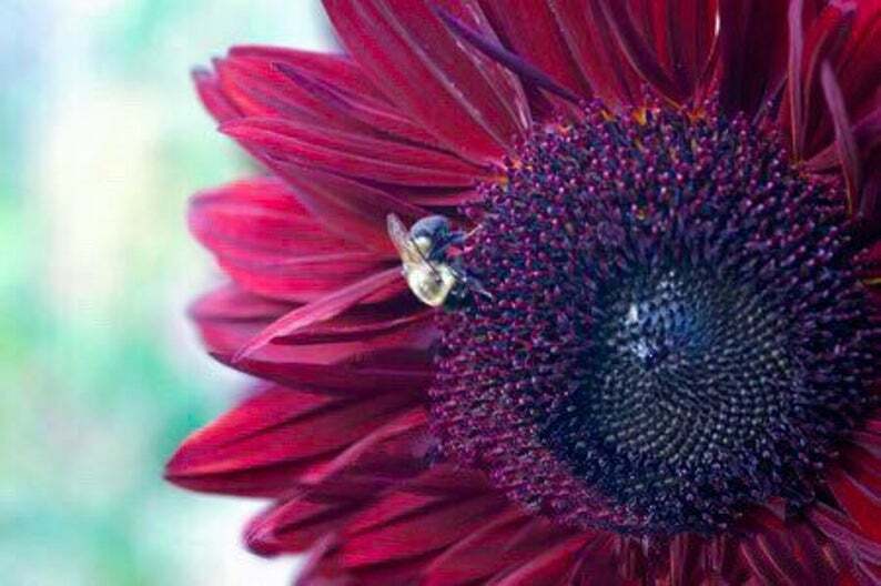 25 Chocolate Cherry Sunflower Seeds, Heirloom NON-GMO, ONLY FRESH GARDEN SEEDS