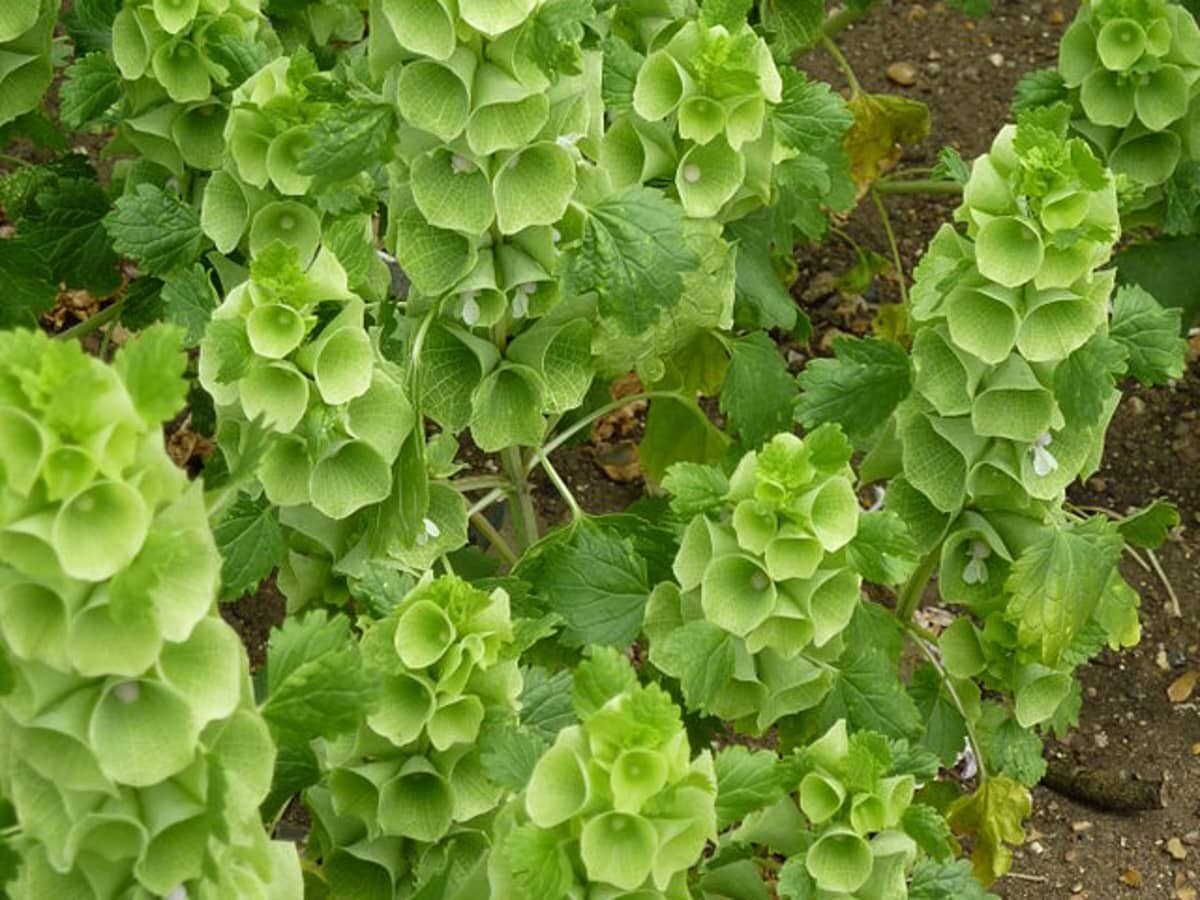 Bells Of Ireland Seeds 150+ Green Flower Moluccella Laevis USA FREE SHIPPING