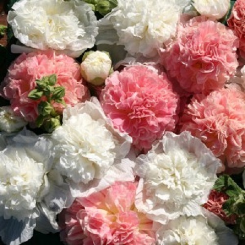 30+ ALCEA BRIDES BOUQUET DOUBLE HOLLYHOCK FLOWER SEEDS MIX / PERENNIAL
