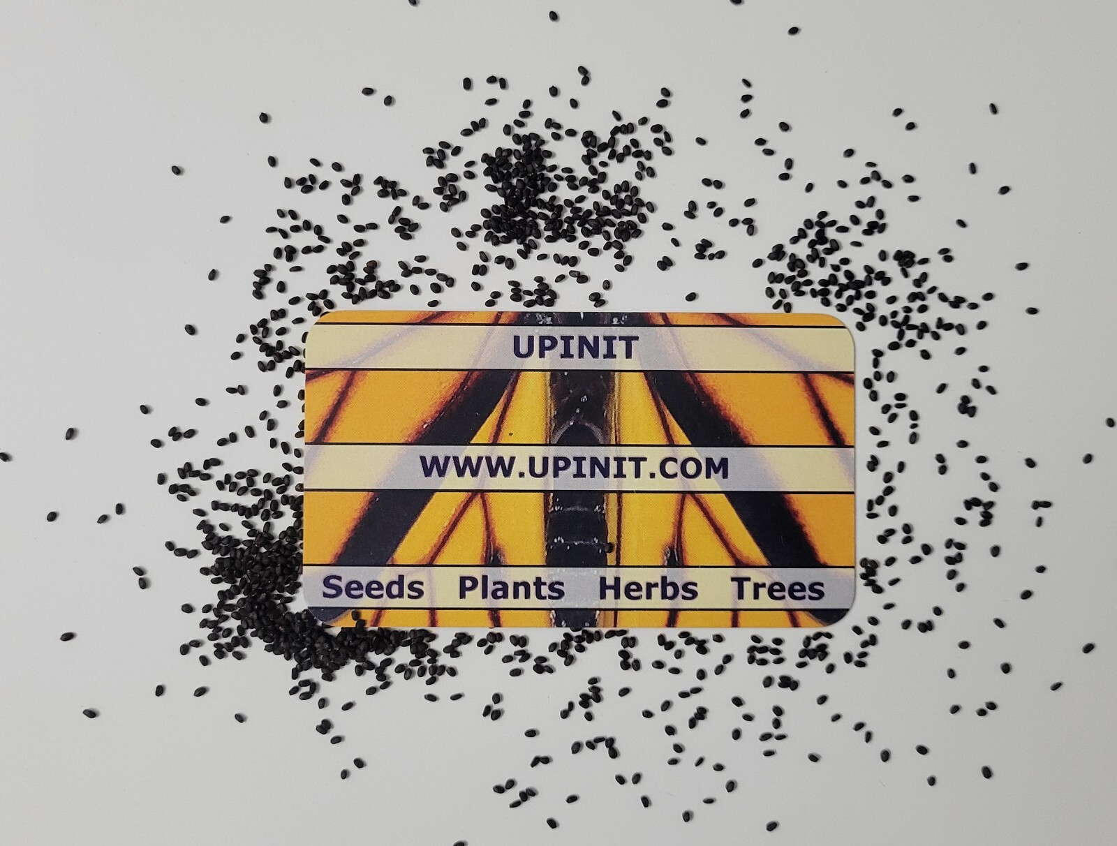 Dark Opal Purple Basil Seeds (Non-GMO)