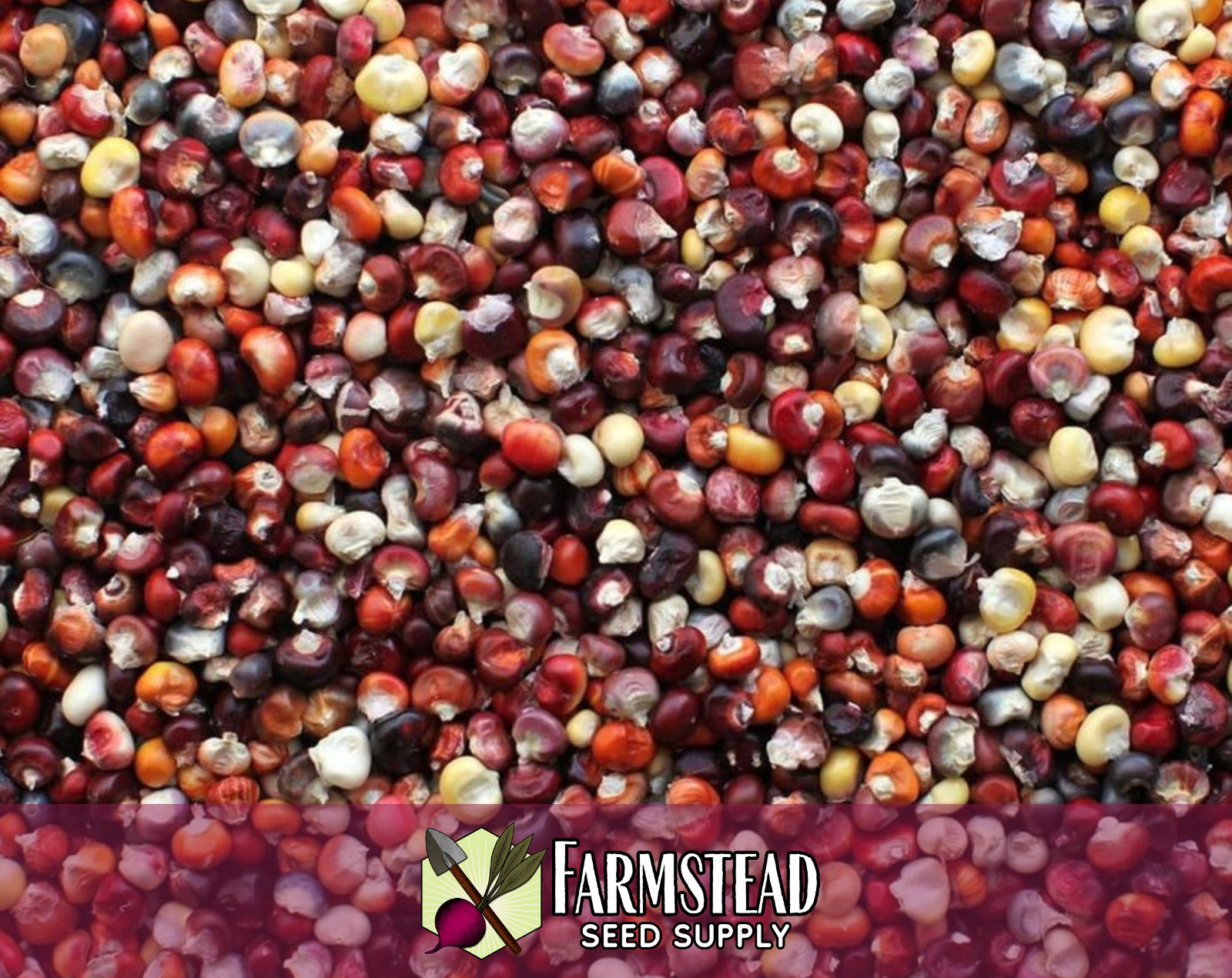 80+ Corn Seeds [Indian] Vegetable Gardening Seed, Heirloom, Non-GMO, USA