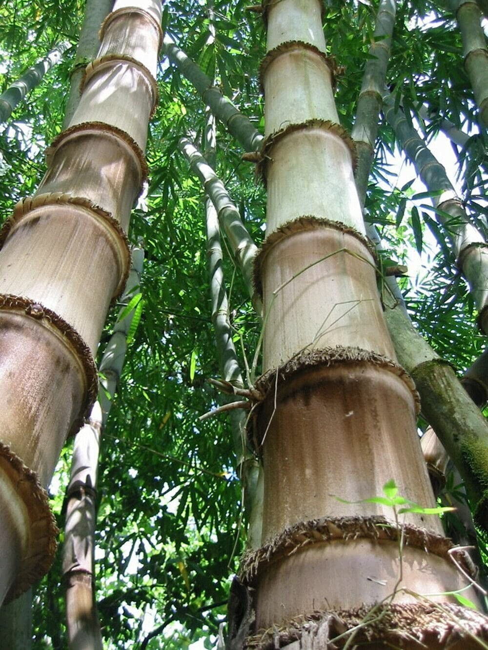 500+ Huge Dragon Bamboo Seeds | Perennial Ornamental Privacy Plant