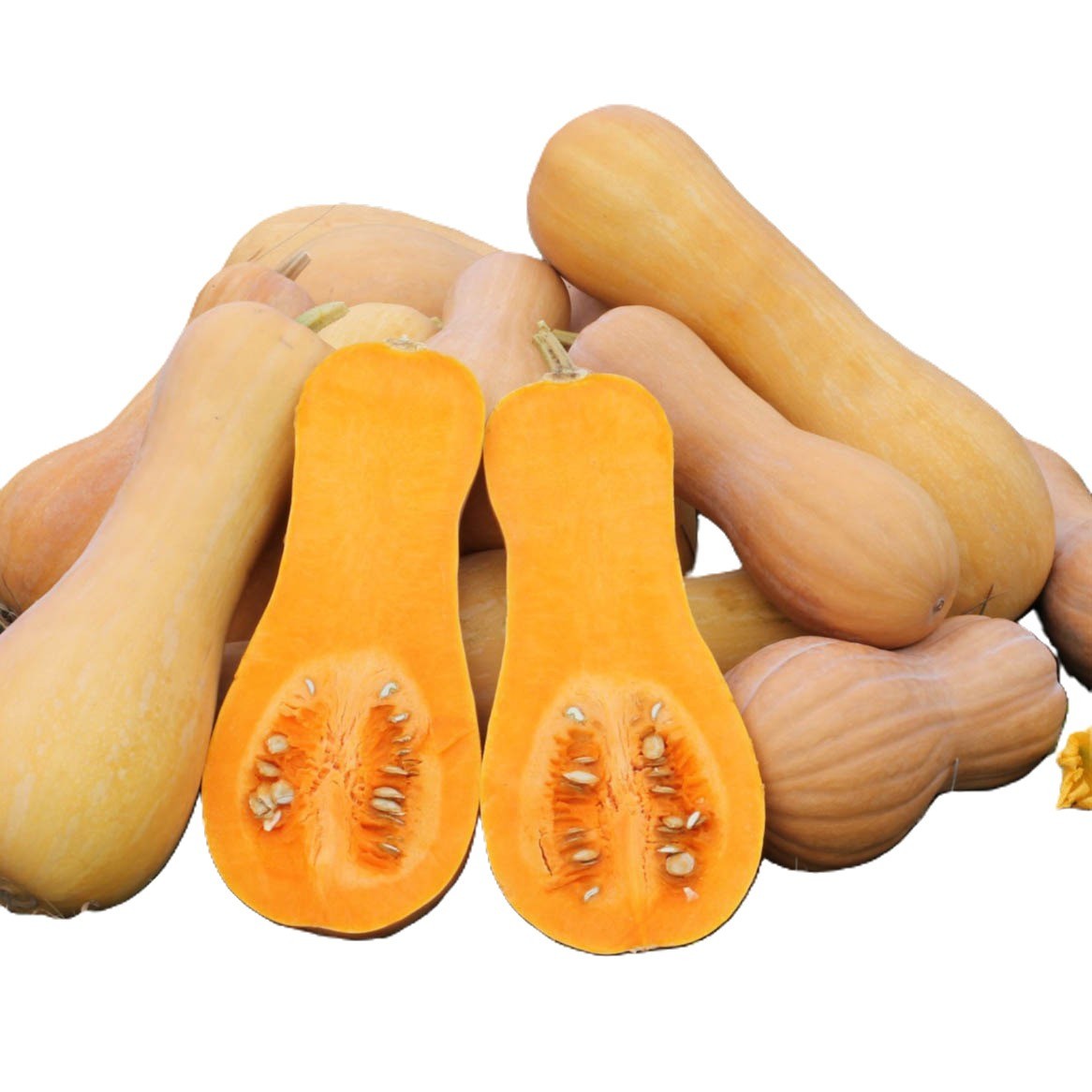 Waltham Butternut Winter Squash Seeds, USDA Organic, FREE SHIPPING