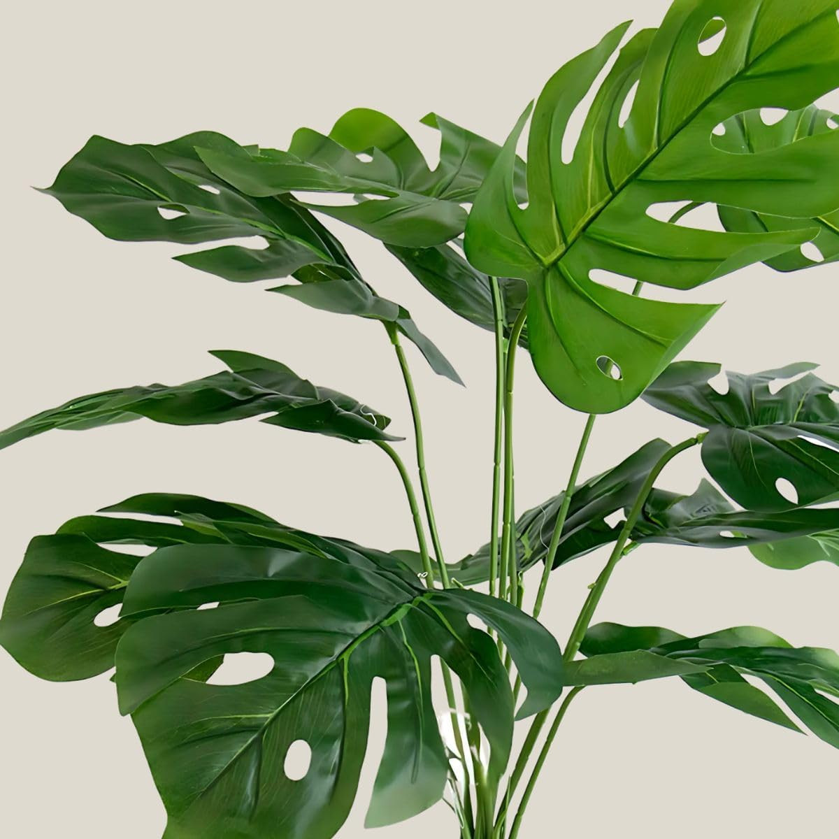 300+ Monstera Deliciosa Seeds for Planting Outdoor-Grow Your Own Rare Indoor Gar