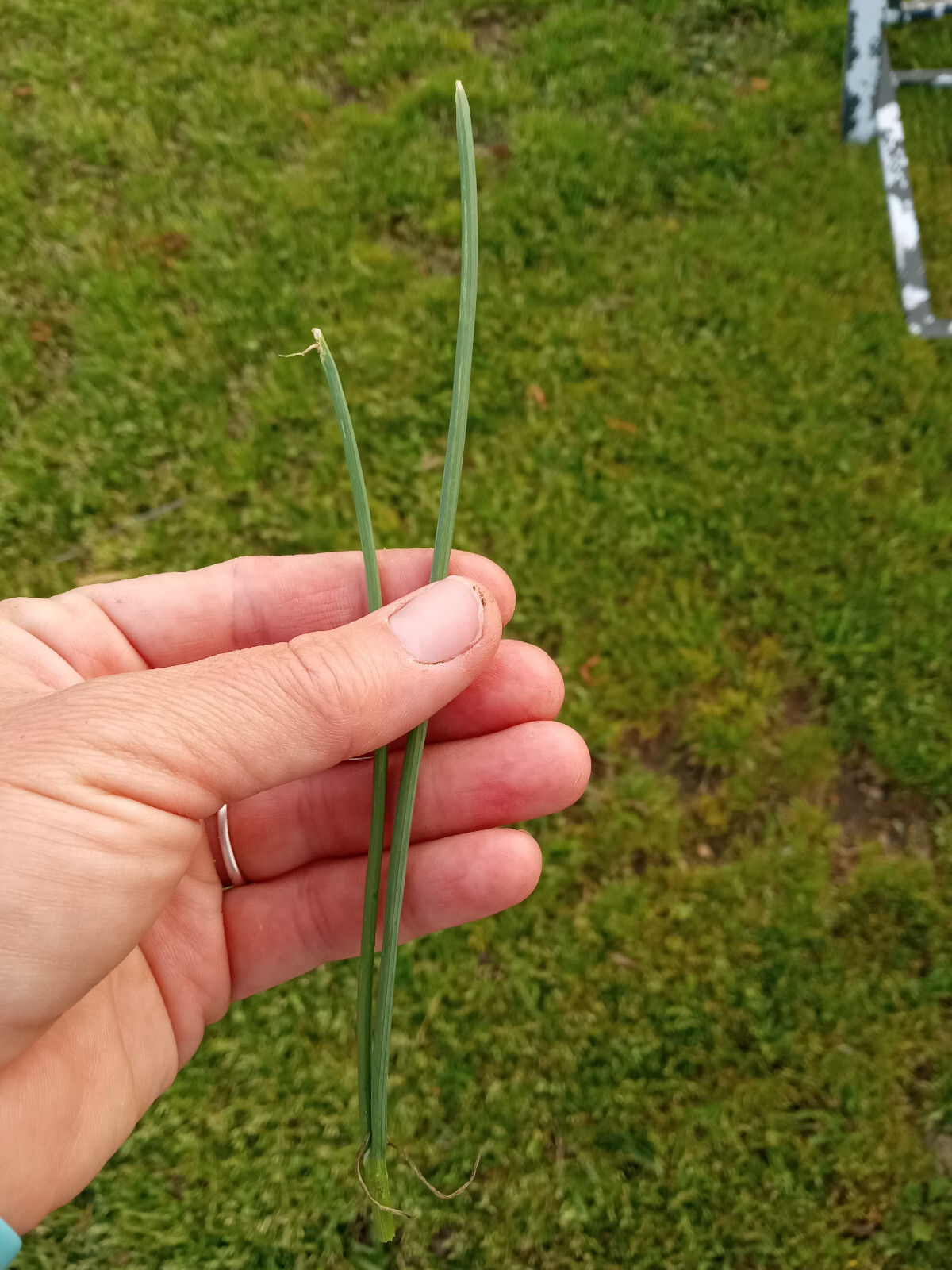 20 Wild Garlic (Allium vineale) Bulbs/Bulbils- Fresh, Clean, & Ready To Plant