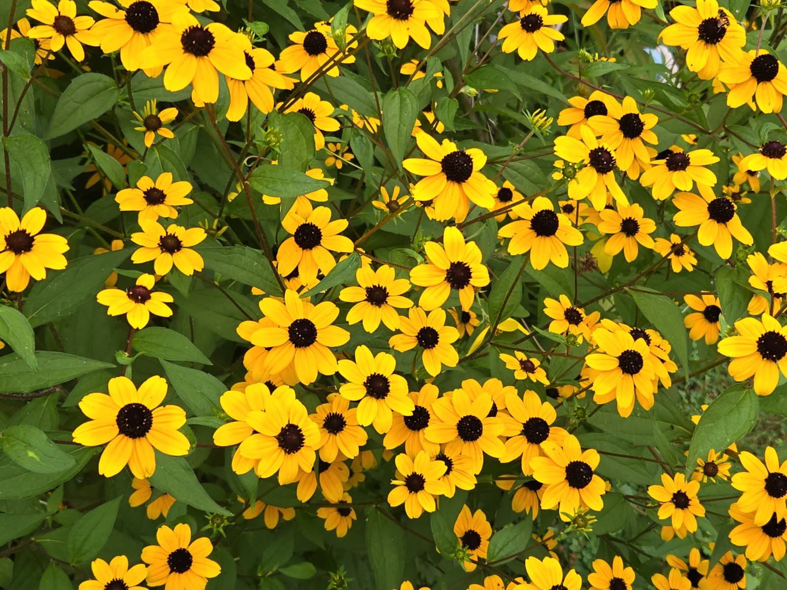 1 GRAM + Rudbeckia Triloba/Brown-Eyed Susan/Native Eastern & Central US/Organic