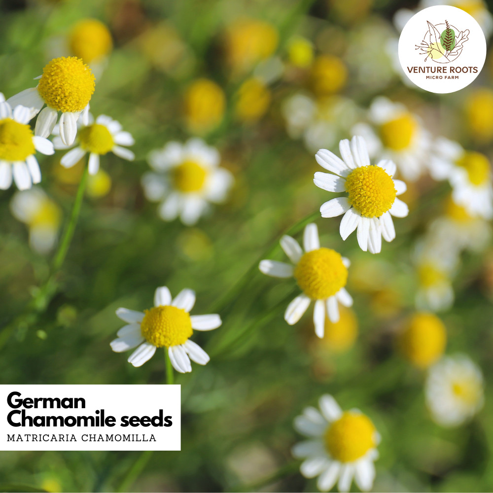 German Chamomile Seeds – Matricaria chamomilla | Non-GMO, Open-Pollinated