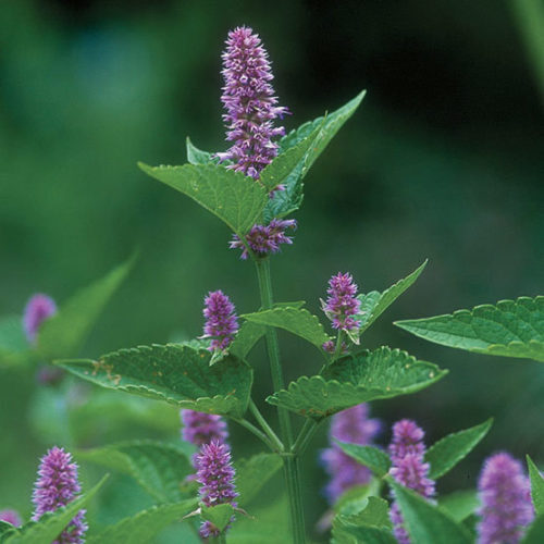 Hyssop Seeds | Heirloom – Non-GMO | Free Shipping | Herb Seeds | Seed Store 1171