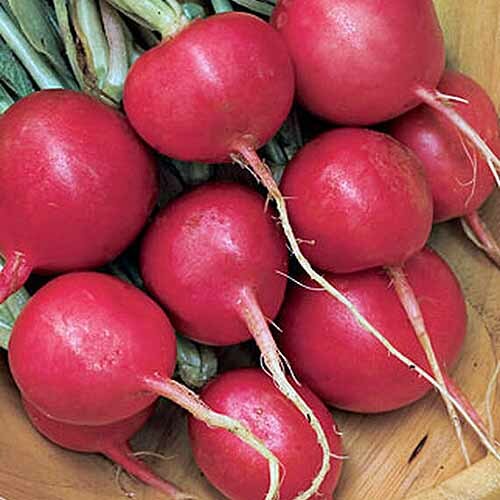Cherry Belle Radish Seeds | Non-GMO | Free Shipping | Seed Store | 1092