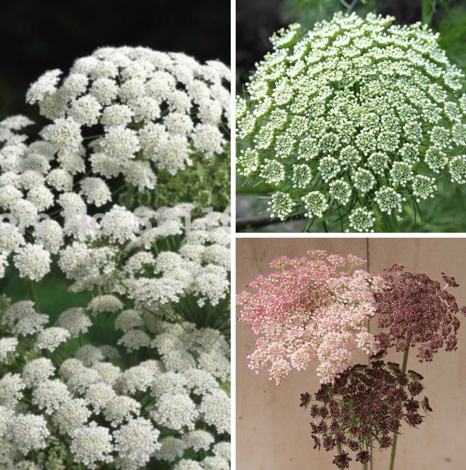 Queen Anne’s Lace Variety: Dara Daucus, White Dill, Green Mist